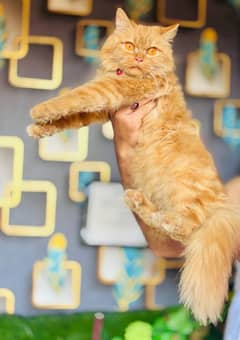 "Adorable [ Persian ] Cat for Sale – Friendly & Healthy!"