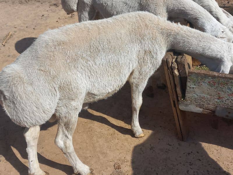 dumba available 0