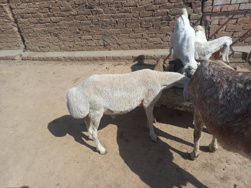 dumba available 2