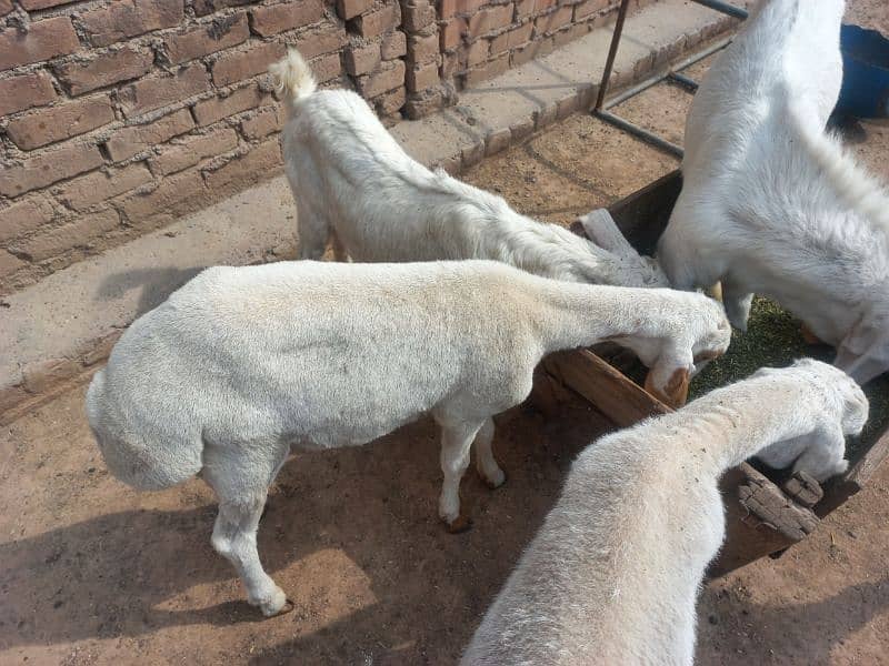 dumba available 3