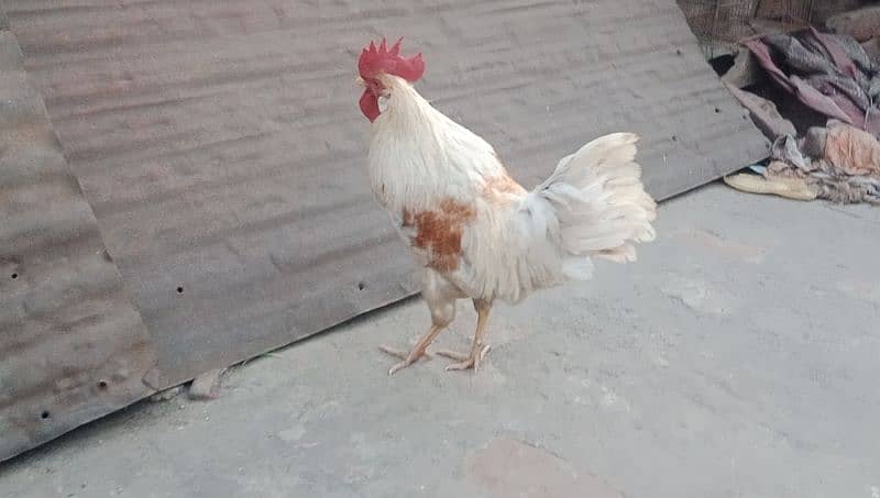 Golden misri Male 0