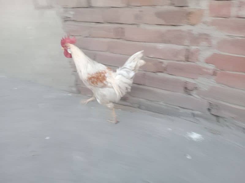 Golden misri Male 1