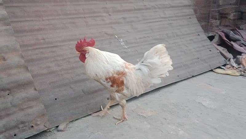 Golden misri Male 2