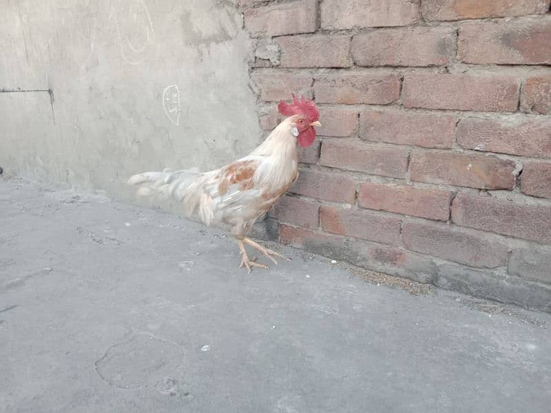 Golden misri Male 3
