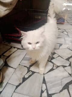 Breed:- Turkish Angora