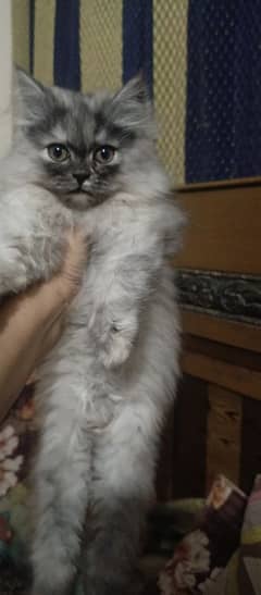 female kitten for sale