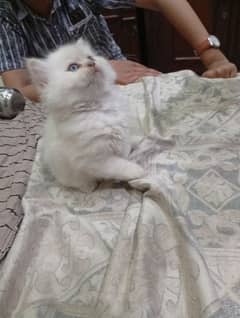 Persian kittens for sale