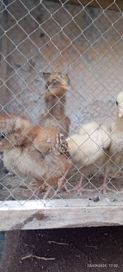 aseel chicks forsale