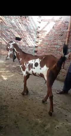 Nagri bakri gaban 03234438191