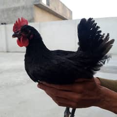 Pure Australorp Commercial (Male)