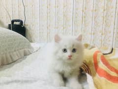 one kitten 10k 6 Persian cats blue and yellow eyes 1 month