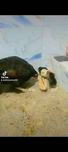 aseel mianwali hen with 5 chicks