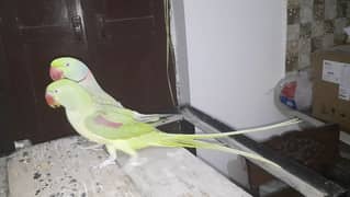 Parrots