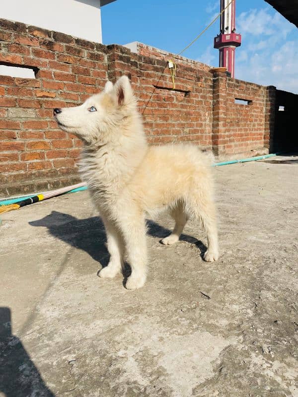 siberian husky 1