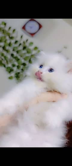 PERSIAN KITTEN FOR SALE