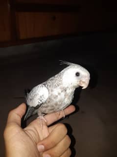 Hand Tame Cockatiel Pair