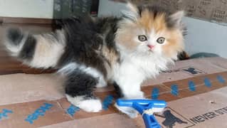 Persian Kittens High quality