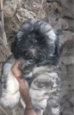 shih tzu puppy for sale