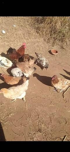 desi hens for sale