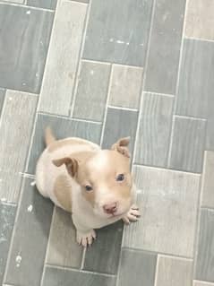 American Pitbull puppy Blue eyes