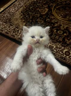 Healthy play full kittens for sale