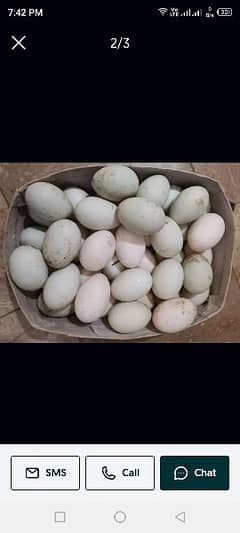 Duck Eggs