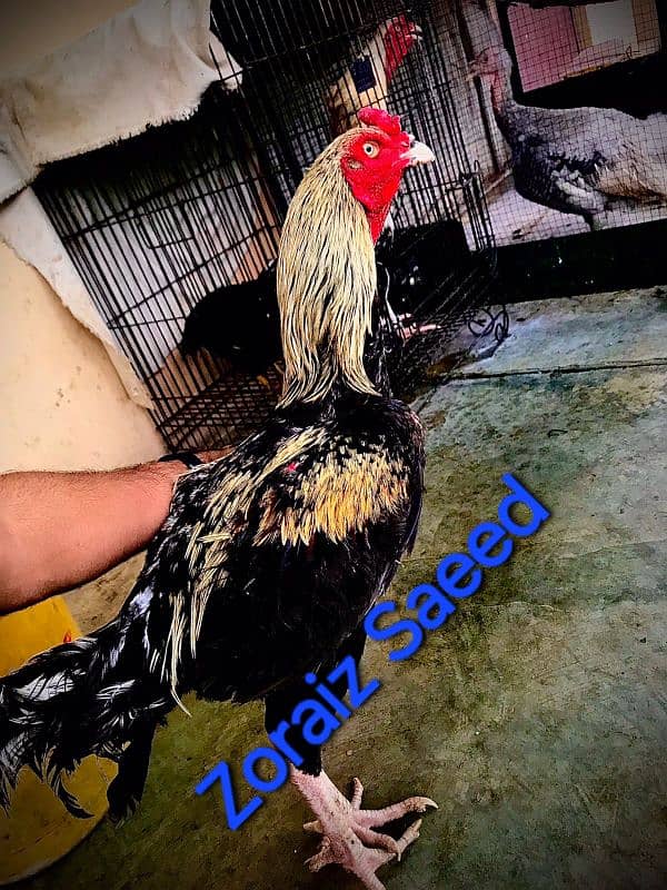 Sindhi Aseel black mushka & jawa chicks bacha eggs 0