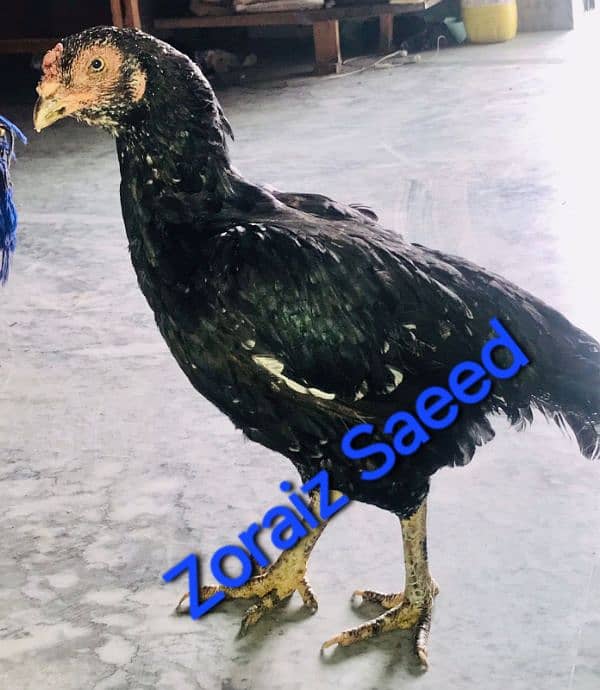 Sindhi Aseel black mushka & jawa chicks bacha eggs 1