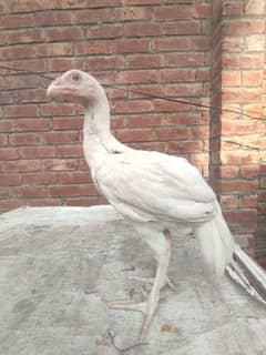 Heera Aseel Chicks 03044207148