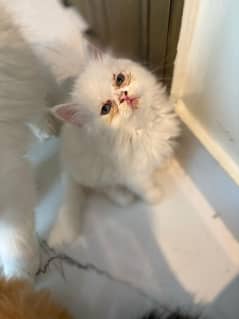 cute persian punch face kitten