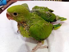 Green Ringneck chicks