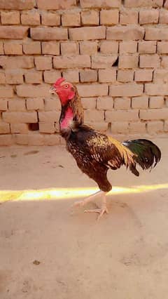 aseel adult male for sale