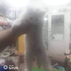 semi Puch Persian kitten