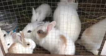 white rabbit for sale