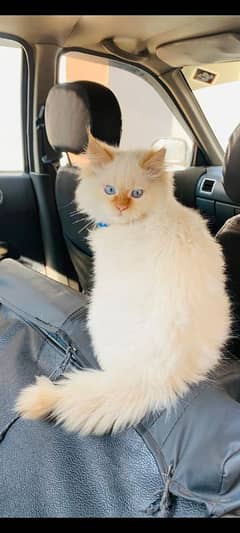 Persian  male cat for sale