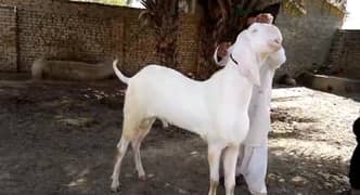 Rajanpuri Bakra Urgent For Sale _03221442364