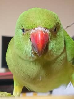 Handtamed green parrot age 9 months s