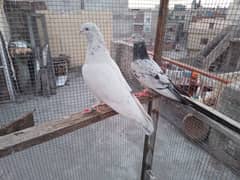 breeder pigeons 1200 per total 4 han 2 male 2 female