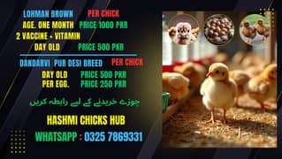 Dandarvi  Chicks Pur desi breed  (Get 5 Year Eggs Everyday )