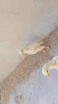 Heera Aseel chicks pair