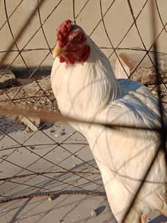 white aseel black buff turkey pair