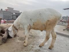 Bari Eid Bari Offer 2025