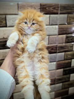 persian cat for sale 2 month age WhatsApp No 03267720525