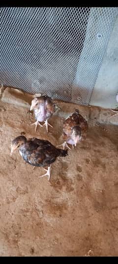 Aseel Home Breed chicks