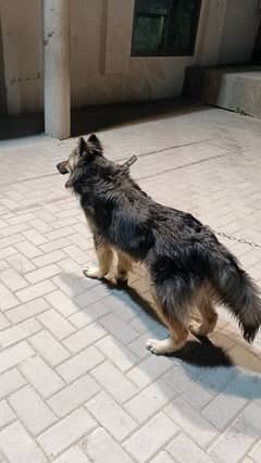 German shepherd