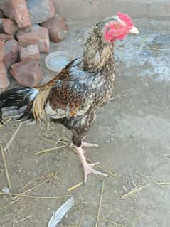 I sell aseel hen. age13 month