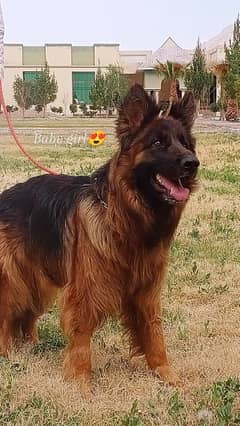 German Shepherd female for sale