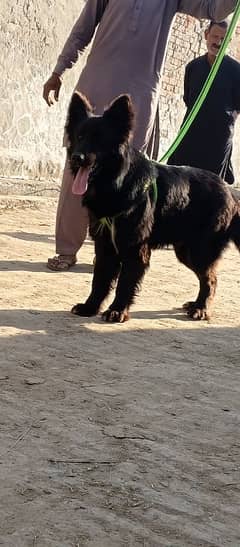 dog Black Shepherd