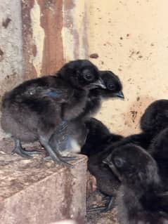 ayam cemani chicks