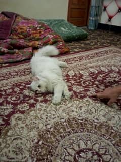 cat price